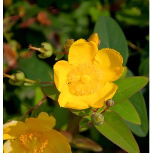 Leuchtend gelbe Blüte des großblumigen Johanniskrauts (Hypericum Hidcote) im Detail.