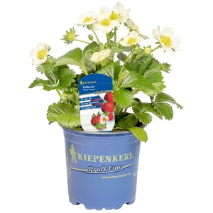 Kiepenkerl Erdbeere Senga-Sengana im Topf mit weißen Blüten und grünen Blättern.