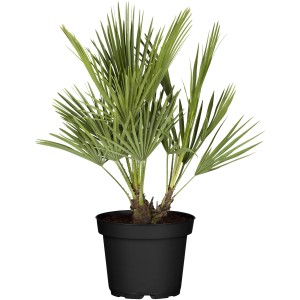 Zwergpalme Chamaerops humilis, ca. 50-60 cm hoch, im Topf. Mediterranes Flair für Balkon und Terrasse.