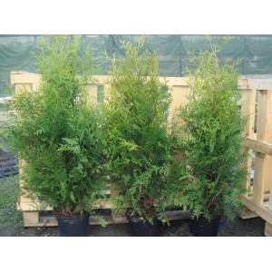 Drei Thuja 'Brabant' Heckenpflanzen (175-200 cm) im Topf, immergrün und buschig.