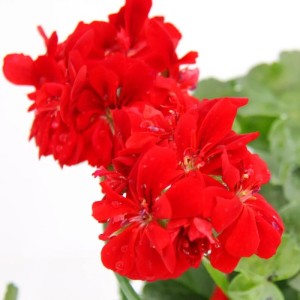 Hängende, hellrote Exotenherz Geranien (Pelargonium peltatum) im 12cm Topf, 3er Set.