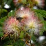 Nahaufnahme der rosa-weißen Blüten der Seidenakazie Ombrella (Albizia julibrissin).