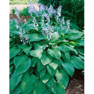 Funkie 'Blue Moon' (Hosta X Tardiana) im Topf mit blaugrünen Blättern und lavendelfarbenen Blüten.