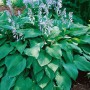 Funkie 'Blue Moon' (Hosta X Tardiana) im Topf mit blaugrünen Blättern und lavendelfarbenen Blüten.