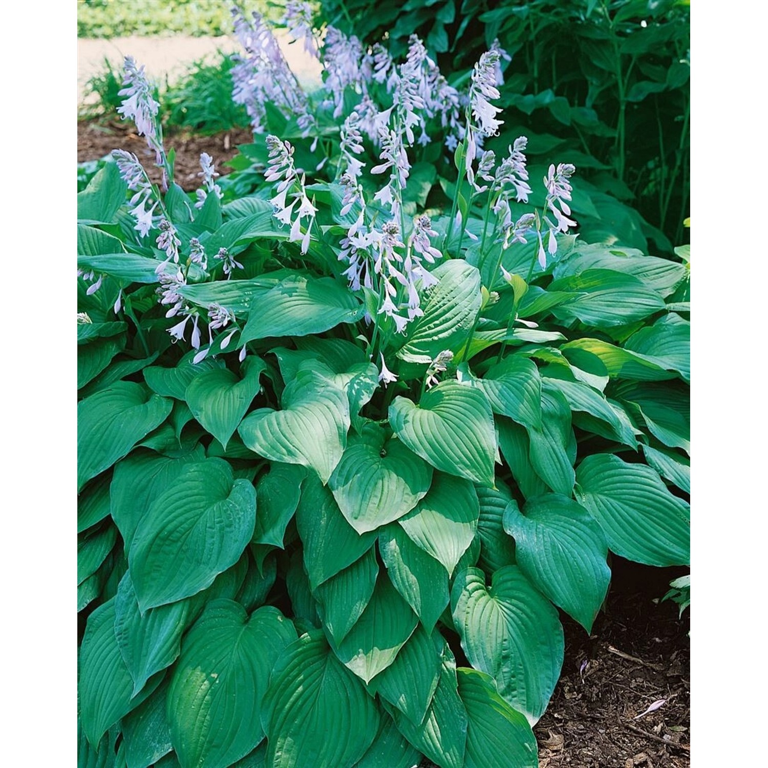 Hosta X Tardiana Blue Moon Funkie Ca. 9x9 cm Topf günstig online kaufen