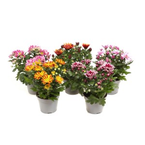 Chrysanthemen Special Mix im Topf, verschiedene Farben.
