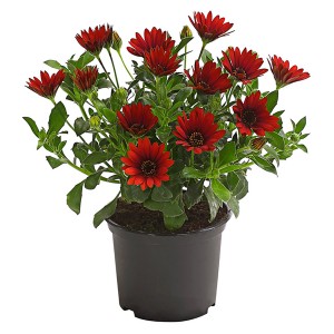 Beetpflanzen-Mix im Topf, Farbthema Rot, ca. 12 cm Topf-Ø. Ideal für Beet, Balkon & Terrasse.