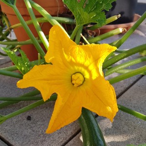 Gelbe Blüte der Blu Balkon Zucchini (Curcurbita pepo) im Topf, Fruchtgemüse.