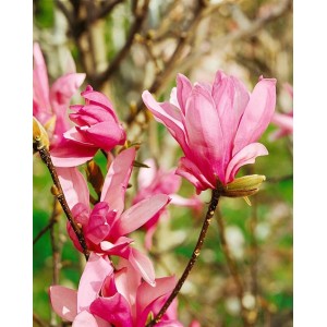 Nahaufnahme einer rosa Tulpenmagnolie (Magnolia Liliiflora) mit Blüten.