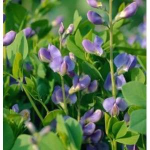Australische Färberhülse 'Purple Smoke' mit violetten Blüten und grünen Blättern.