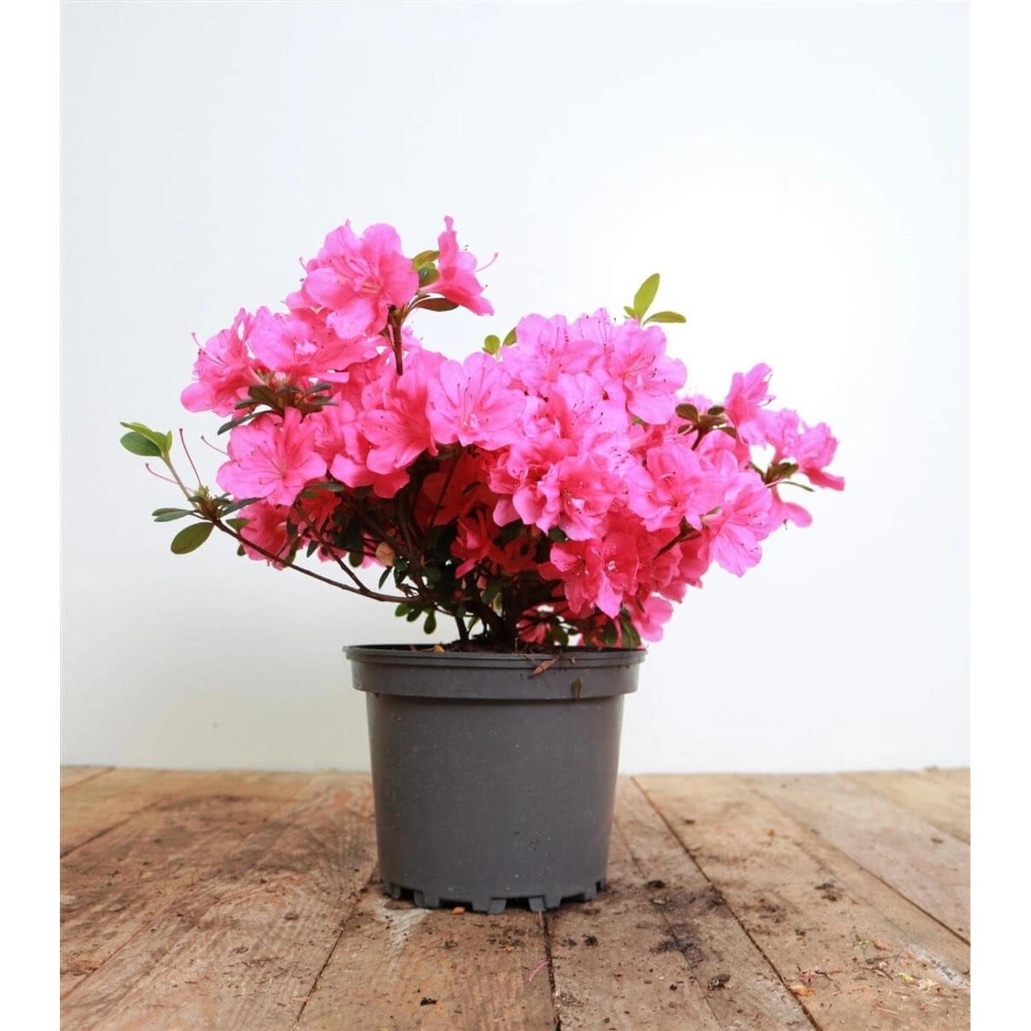 Rhododendron Obtusum Rokoko Azalee Rosa Blüten 25–30 cm günstig online kaufen