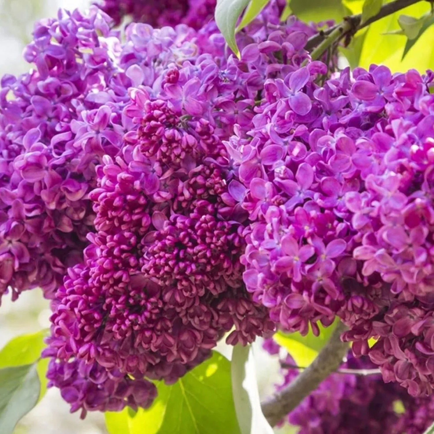 Edelflieder 'Charles Joly' Syringa vulgaris 40 bis 60 cm im Container Duftende Blüten