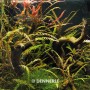 Dennerle Plants Aquariumpflanze Hygrophila Pinnatifida im Aquarium mit Wurzelholz.