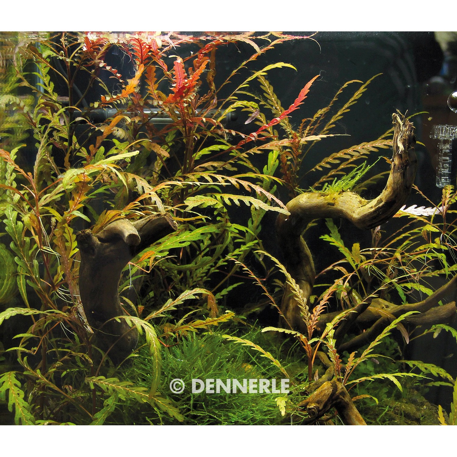Dennerle Plants Aquariumpflanze Hygrophila Pinnatifida im Aquarium mit Wurzelholz.