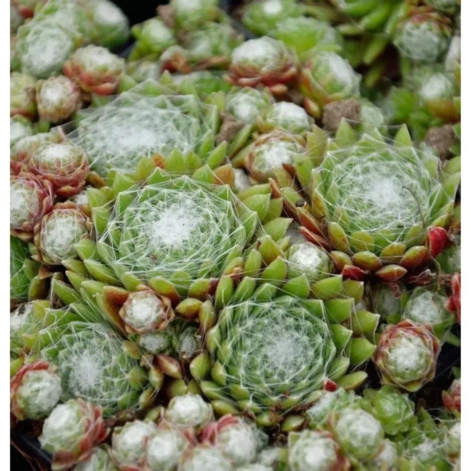 Spinnweb Hauswurz - Sempervivum arachnoideum