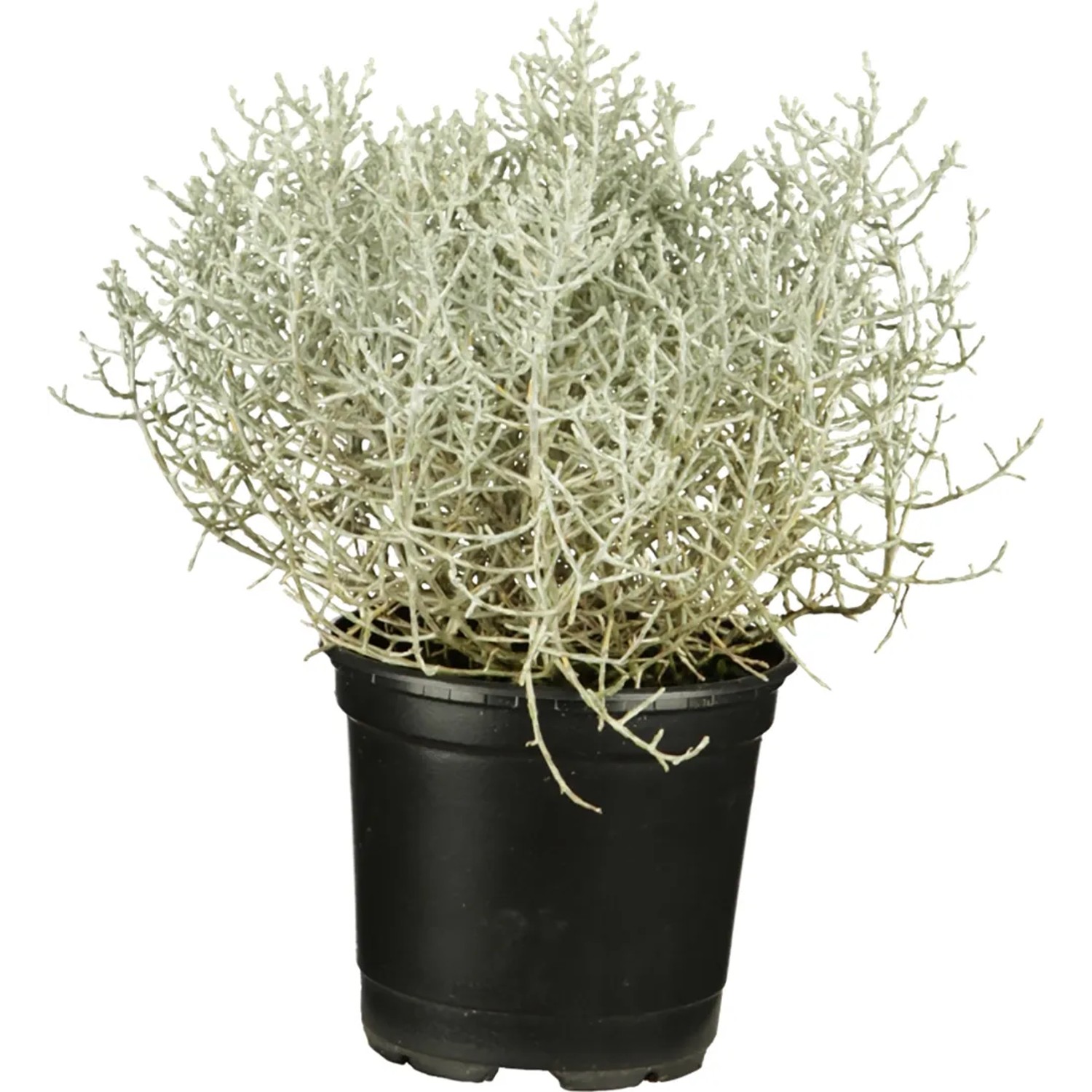 Calocephalus brownii Silberkrbchen Topf 9 cm kaufen bei OBI