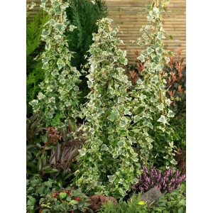 Grün-weißer Efeu 'White Ripple' (Hedera Helix) im 9x9 cm Topf, eine dekorative Kletterpflanze.