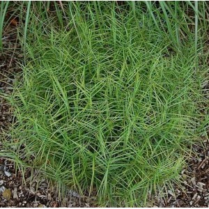 Grüne Palmwedelegge Little Midge (Carex muskingumensis) Staude im Garten.