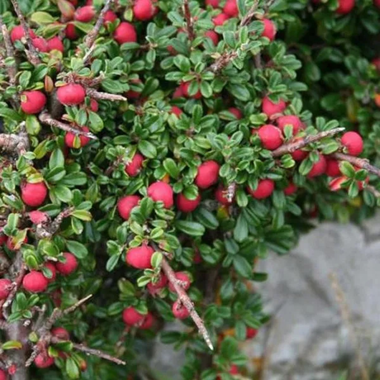 Zwergmispel Cotoneaster microphyllus 30 bis 40 cm im Container Immergrün