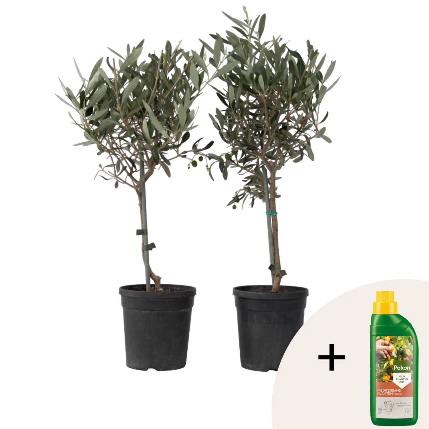 Plant In A Box Olivenbäume X2  Olea Europaea Höhe 50cm Ø14 Grün Mit Pflanzennahrung Auf Stamm