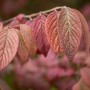Nahaufnahme der rot gefärbten Blätter des Japanischen Schneeballs Viburnum Plicatum Mariesii.