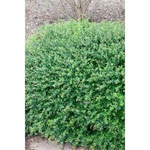 Immergrüne Ilex Heckenpflanze (50-60cm) im Garten. Dichte, grüne Blätter für Sichtschutz.