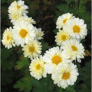 Herbstaster Poesie: Chrysanthemum hortorum mit weißen Blüten und gelber Mitte.