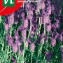 Lavendel Saatgut ca. 0,75 g Duftend