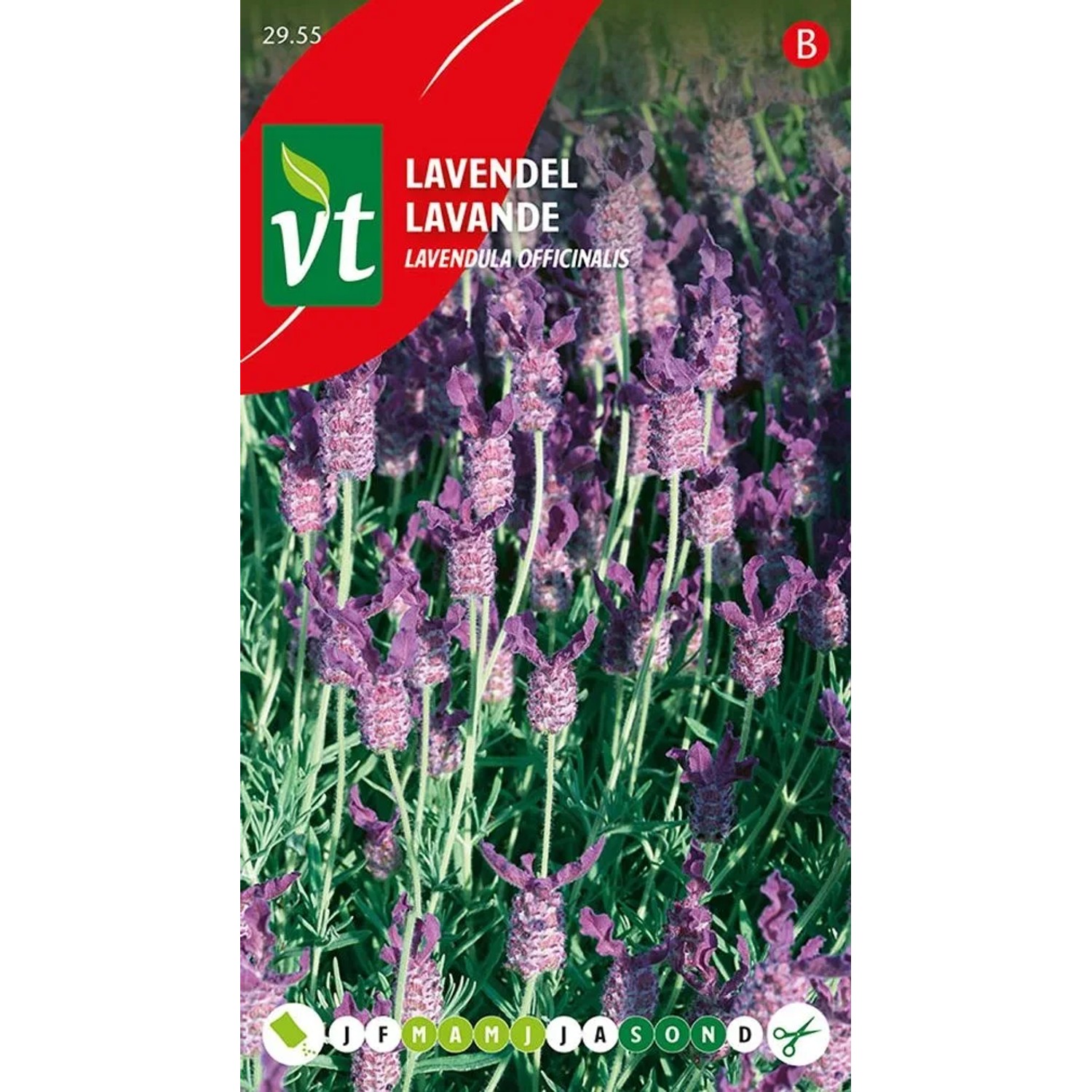 Lavendel Saatgut ca. 0,75 g Duftend