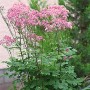 Wiesenraute Thalictrum aquilegiifolium mit zarten, fliederfarbenen Blüten und grünen Blättern als Beetrandpflanze.