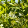 Amerikanischer Schneeflockenstrauch (Chionanthus virginicus) mit weißen Blüten und grünen Blättern.