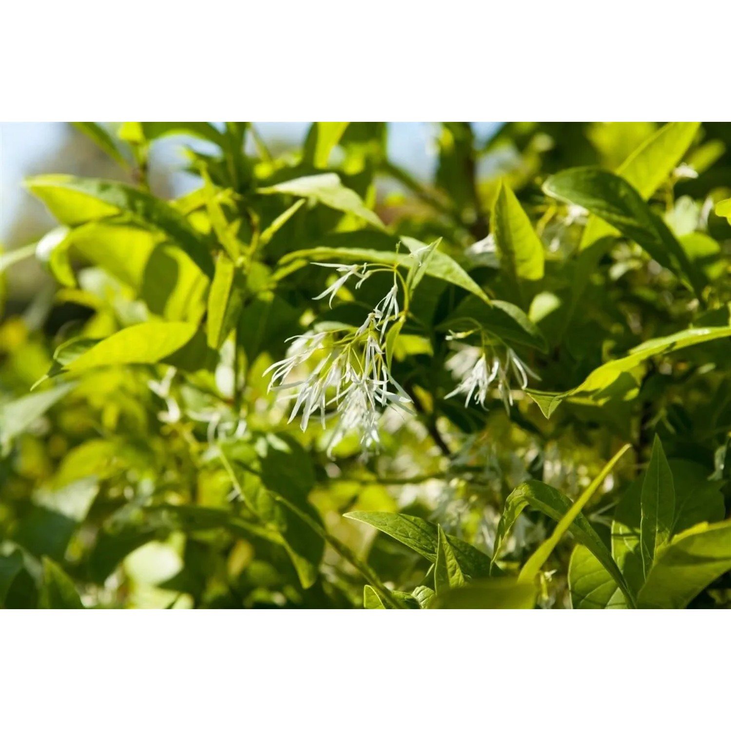 Amerikanischer Schneeflockenstrauch (Chionanthus virginicus) mit weißen Blüten und grünen Blättern.