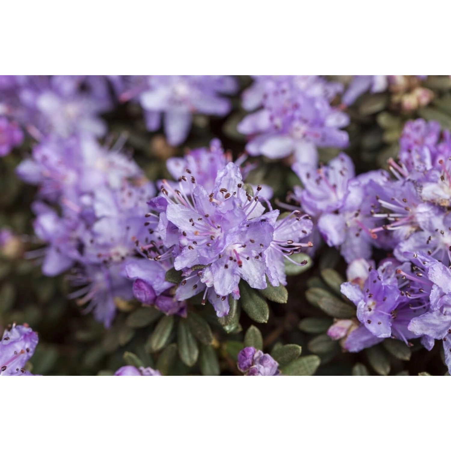 Rhododendron Impeditum Blue Tit Magor Blau 30–40 cm günstig online kaufen