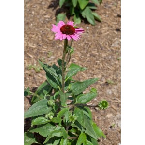Purpurfarbener Sonnenhut 'Little Magnus' im Topf, ca. 40 cm hoch, mit grünen Blättern und einer Blüte.