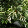 Blühender Portugiesischer Kirschlorbeer Myrtifolia (Prunus lusitanica) im Garten.