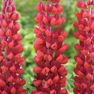 6 x Lupine 'My Castle' Lupinus Topf 9cm Beetrandpflanze
