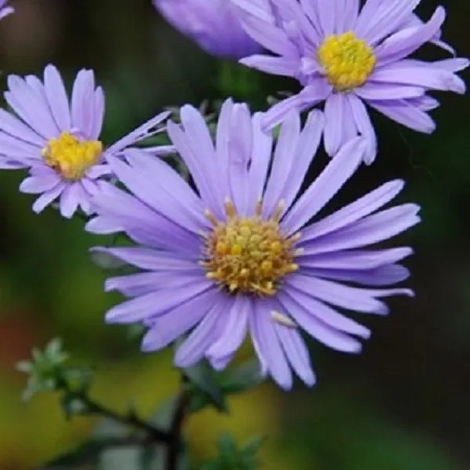 6 x Glatte Aster 'Calliope' Aster,aevis Topf 9cm Schmetterlingspflanze
