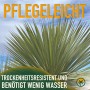 Nahaufnahme der blaugrauen Blätter einer pflegeleichten Yucca Rostrata Palmlilie.