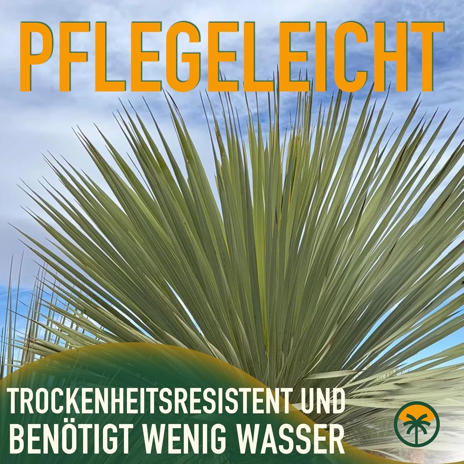 Nahaufnahme der blaugrauen Blätter einer pflegeleichten Yucca Rostrata Palmlilie.
