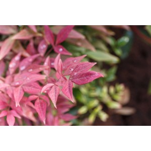 Nahaufnahme: Rosa Blätter des Nandina Domestica 'Blush Pink' Himmelsbambus Strauchs.