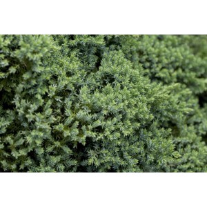 Detailaufnahme des dichten, blaugrünen Nadelkleids vom Kriech-Wacholder Juniperus Procumbens Nana.