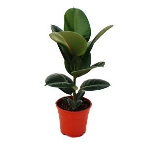 Gummibaum Ficus Elastica Robusta im 17cm Topf, Zimmerpflanze mit großen, glänzenden Blättern.