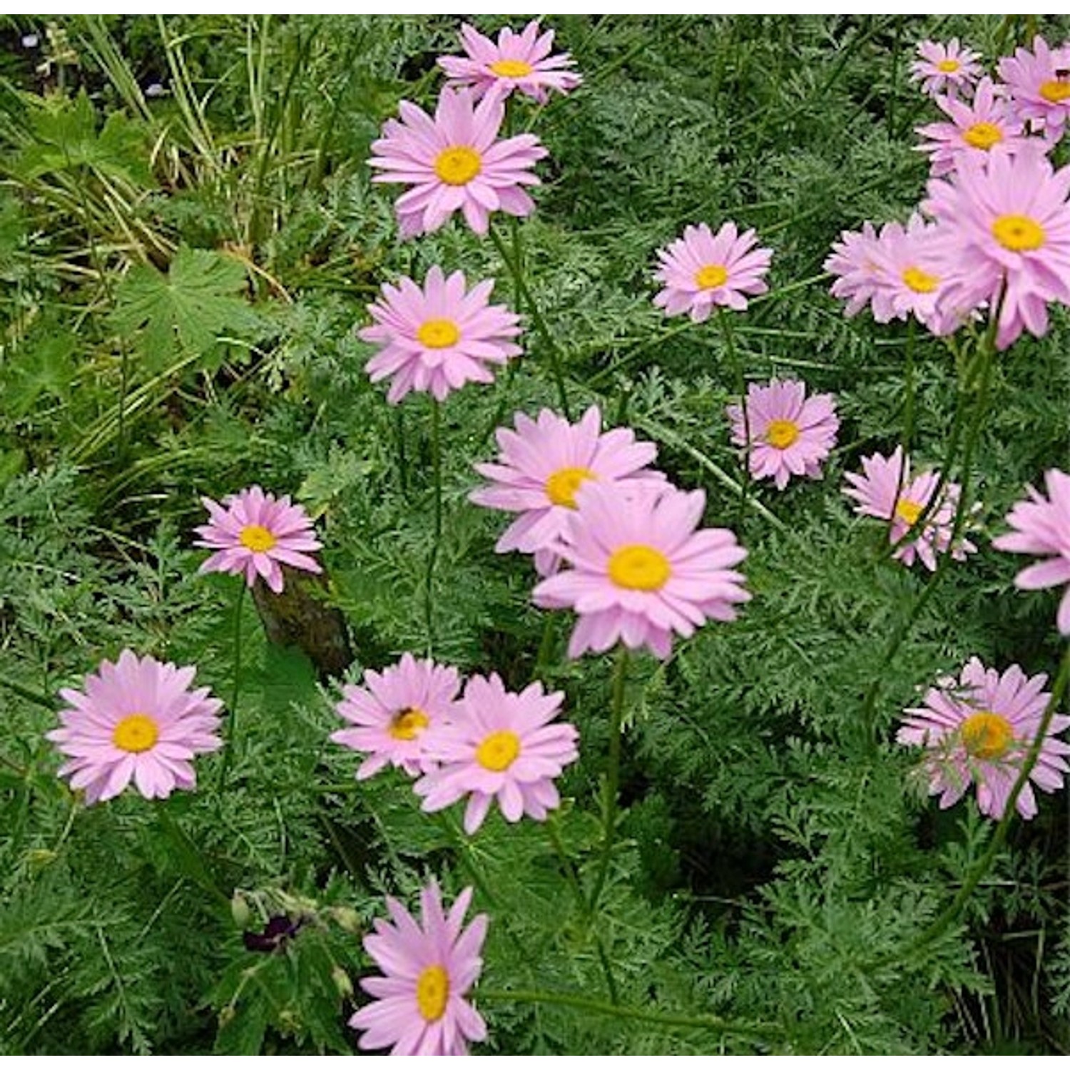 Bunte Magerite Robisons rosa - Tanacetum coccineum günstig online kaufen