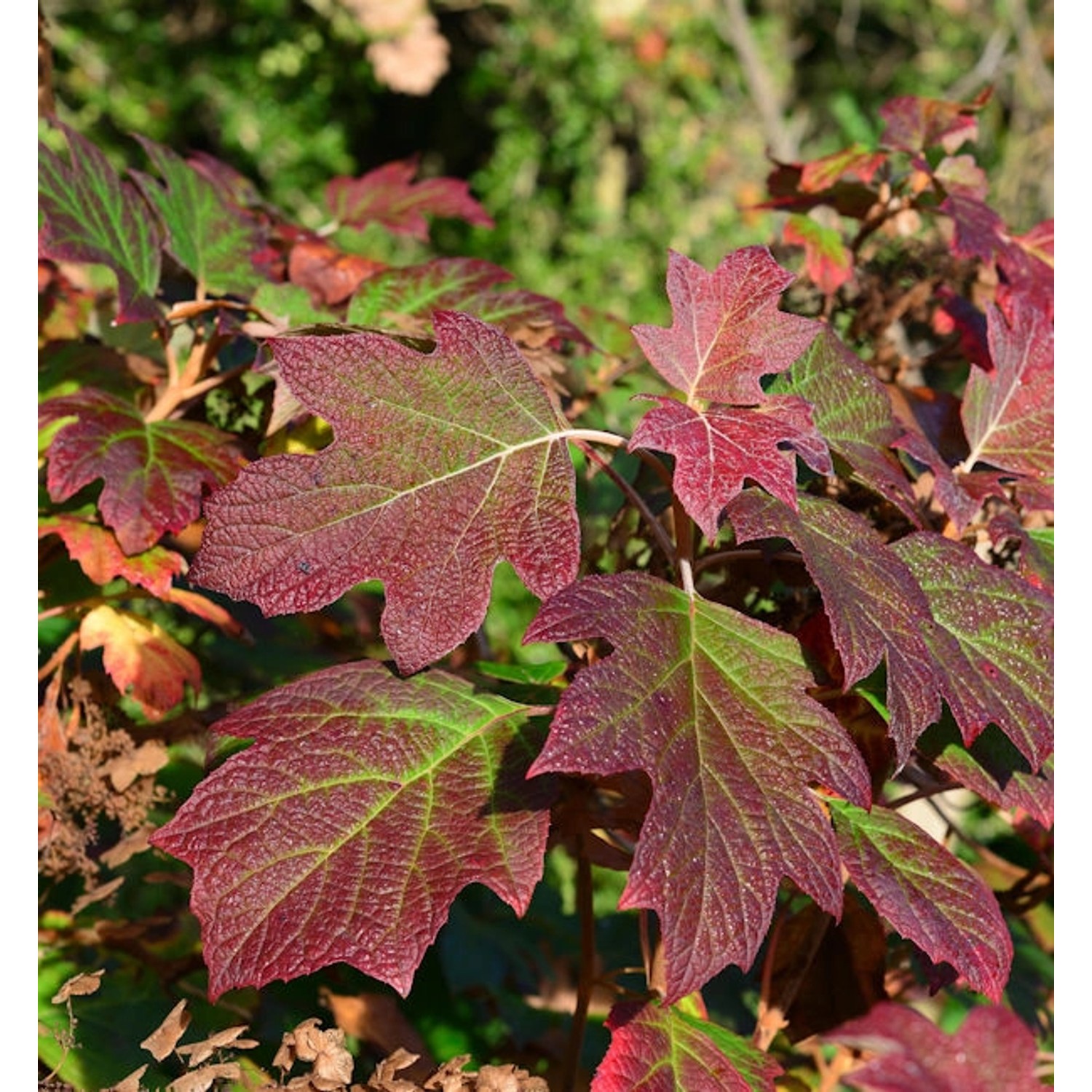 Eichenblättrige Hortensie Alice 40-60cm - Hydrangea quercifolia günstig online kaufen