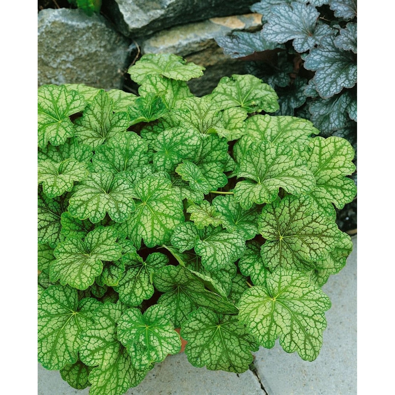 Heuchera Micrantha Mint Frost R Ca. 11x11 cm Topf günstig online kaufen