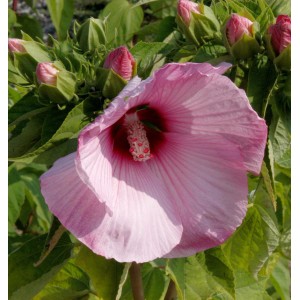 Nahaufnahme einer rosa Staudeneibisch Summerific Dark Mystery Blüte.