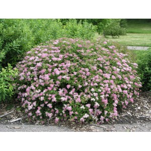 Hellrosa Sommer-Spiere Little Princess im Garten, blühender Zierstrauch.