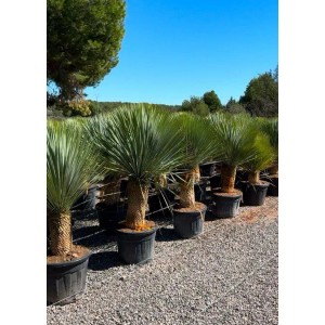 Sunny-Tree Mediterrane Yucca Rostrata Palmlilie mit Stammhöhe 40/50 cm Winterharte Pflanze bis -20°C