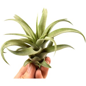 Kleine, grüne Tillandsie (ca. 4 cm) in der Hand, eine dekorative Bromelie für helle Standorte.