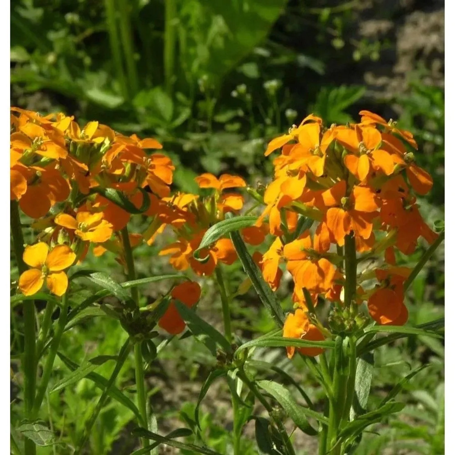 Schöterich - Erysimum allionii